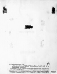 Sphaeria inconspicua image